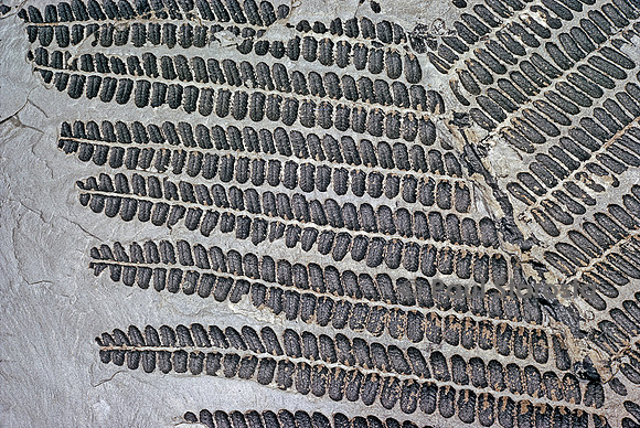 Pecopteris cyathea