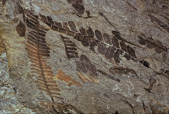 Pecopteris et Alethopteris