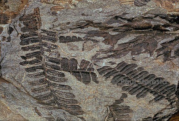 Pecopteris et Alethopteris