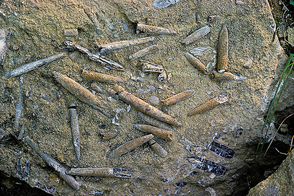 Rostres de bélemnite dans du grès