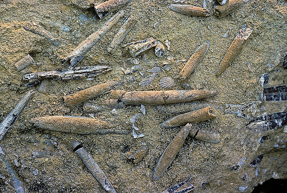 Rostres de bélemnite dans du grès