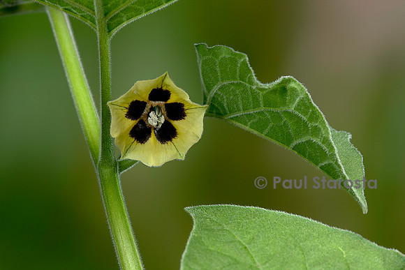 Physalis peruviana (coqueret du Pérou) - fleur