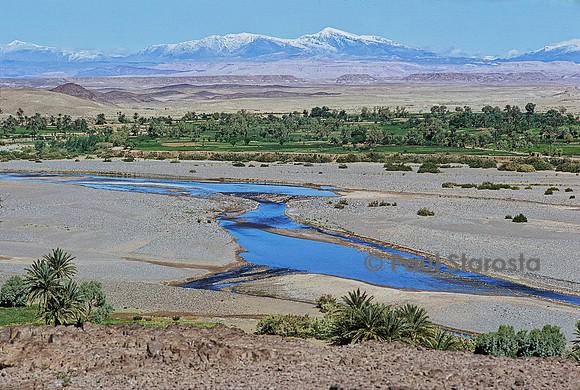 Palmeraie au Sahara