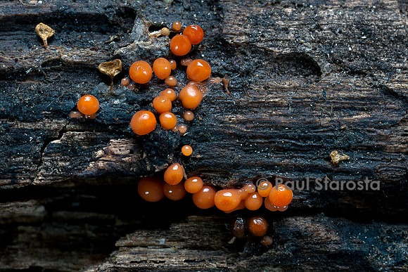 Myxomycète immature (Ordre des Trichiales)
