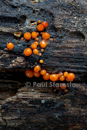 Myxomycète immature (Ordre des Trichiales)