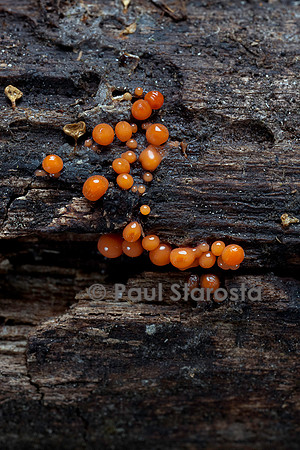 Myxomycète immature (Ordre des Trichiales)