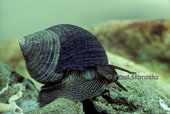 Littorina littorea (bigorneau)