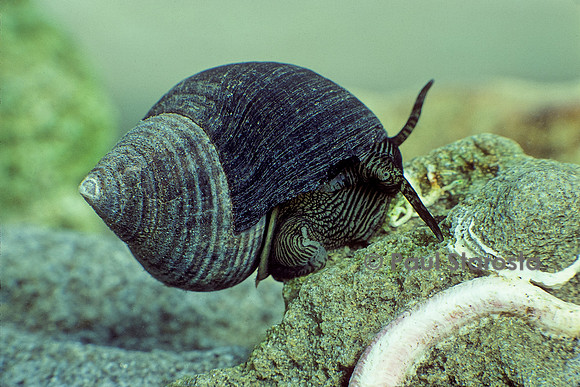 Littorina littorea (bigorneau)