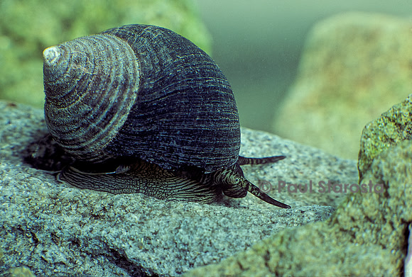 Littorina littorea (bigorneau)