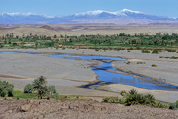 Palmeraie au Sahara