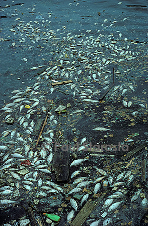 Rivière polluée