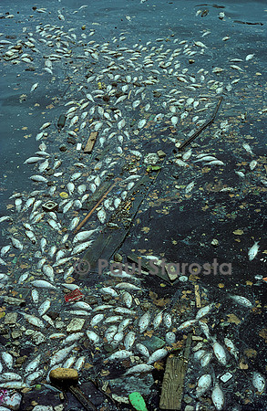 Rivière polluée