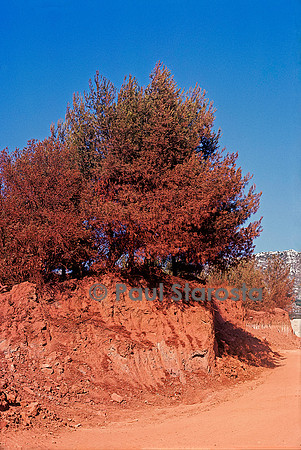 Mine de bauxite, région des Baux-de-Provence