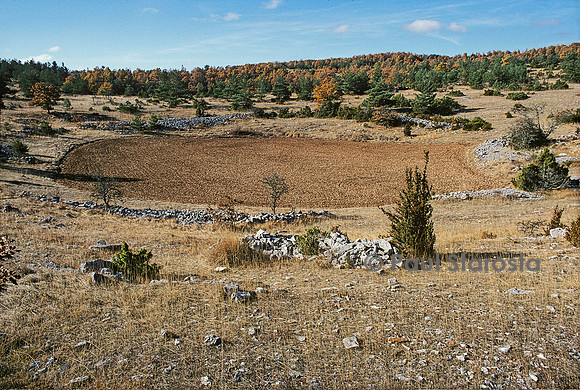 Doline sur un causse