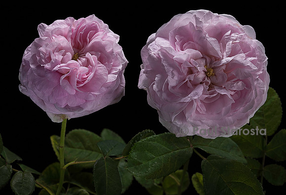 Rosa gallica ‘Duchesse de Montebello’