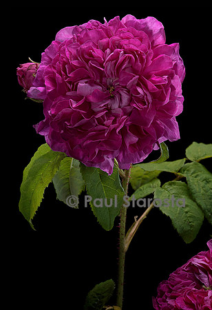 Rosa gallica ‘Fleur de Pelletier’