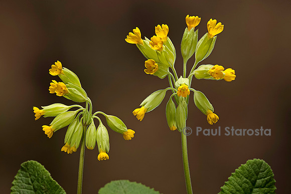 Primula veris (primevère officinale ou coucou)