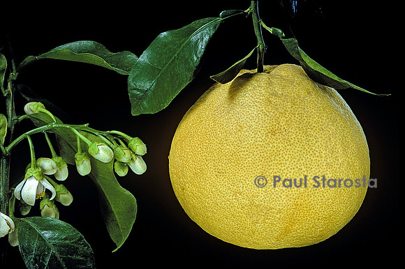 Citrus maxima ‘Tahitian’ (pamplemousse de Tahiti)