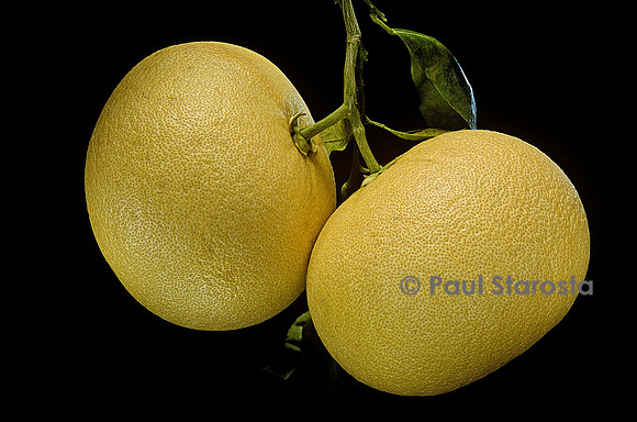 Citrus maxima var. chandler (pamplemousse)