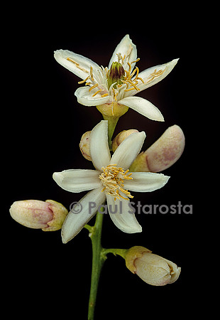 Citrus medica var. sarcodactylis (cédrat Main de Boudha, Buddha’s Hand citron) - fleurs