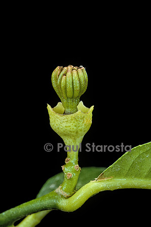 Citrus medica var. sarcodactylis (cédrat Main de Boudha, Buddha’s Hand citron) - fruit 1