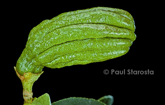 Citrus medica var. sarcodactylis (cédrat Main de Boudha, Buddha’s Hand citron) - fruit 2