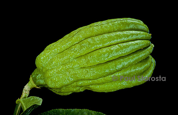 Citrus medica var. sarcodactylis (cédrat Main de Boudha, Buddha’s Hand citron) - fruit 3