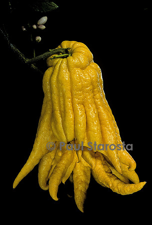 Citrus medica var. sarcodactylis (cédrat Main de Boudha, Buddha’s Hand citron) - fruit