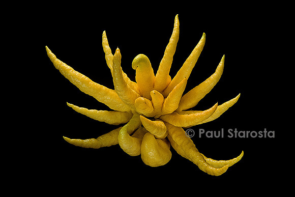 Citrus medica var. sarcodactylis (cédrat Main de Boudha, Buddha’s Hand citron) - fruit 4