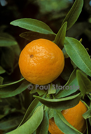 Citrus nobilis (tangor)