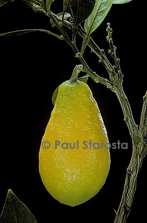 Citrus lumia 'Pyriformis' (poire du commandeur)