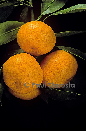 Citrus unshiu ‘Owari’ (mandarine Satsuma)