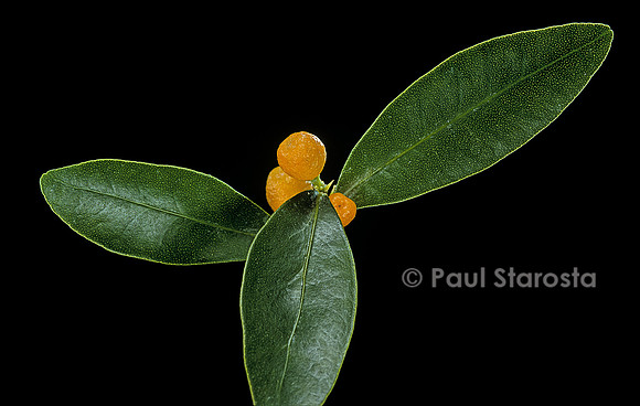 Fortunella hindsii (Hong kong kumquat)