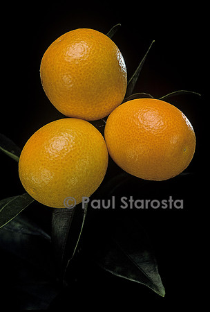 Fortunella japonica (Kumquat rond, kumquat Marumi)