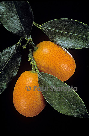 Fortunella margarita ‘Nagami’ (Kumquat Nagami)