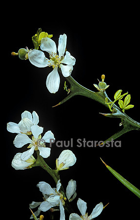 Poncirus trifoliata (poncire de Chine) - fleur