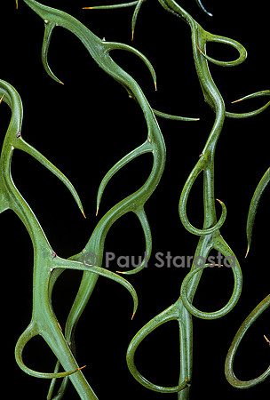 Poncirus trifoliata 'Flying Dragon' (poncire de Chine)