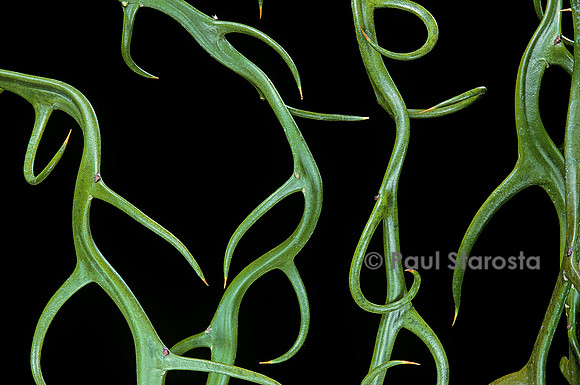 Poncirus trifoliata 'Flying Dragon' (poncire de Chine)