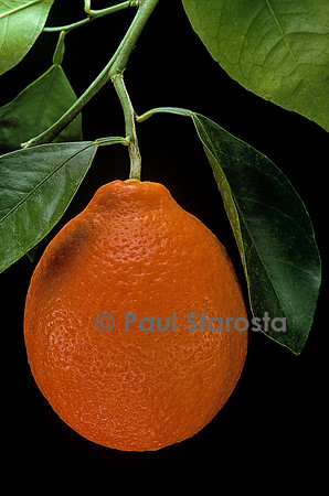 Citrus X tangelo (Tangelo minneola)