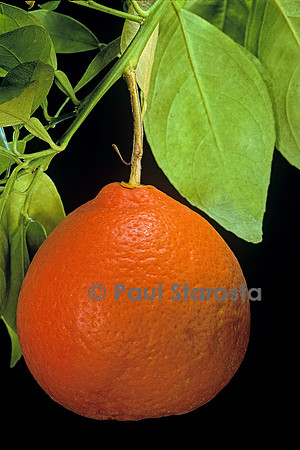 Citrus X tangelo (Tangelo minneola)
