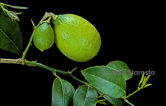 Citrus aurantiifolia (Lime Kirk)