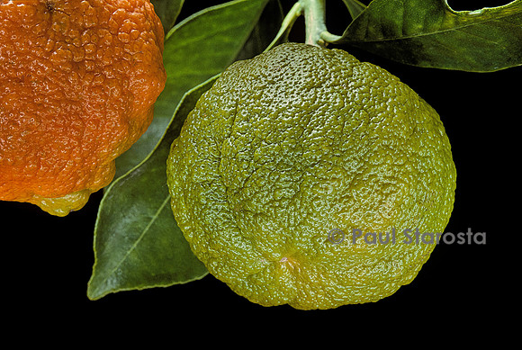 Citrus aurantium (orange amère)