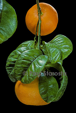Citrus aurantium ‘Bouquet des fleurs’