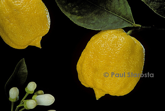 Citrus bergamia ‘Castagnaro’ (Bergamote castagnaro)