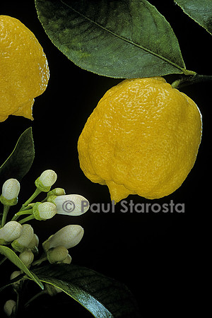 Citrus bergamia ‘Castagnaro’ (Bergamote castagnaro)