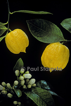 Citrus bergamia ‘Castagnaro’ (Bergamote castagnaro)