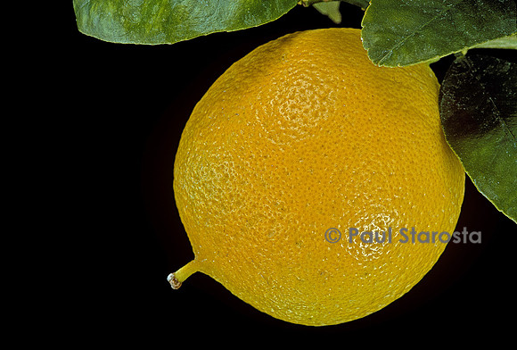 Citrus bergamia ‘Femminello’ (bergamote)