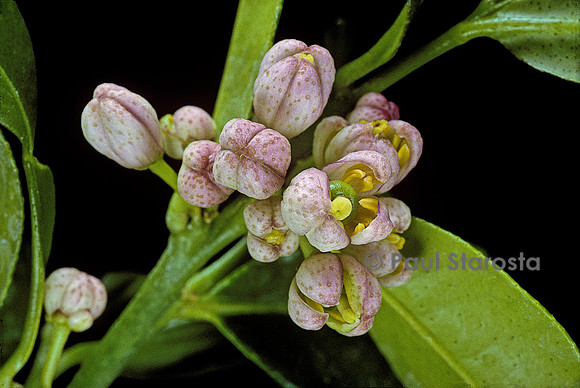 Citrus hystrix (combava) - fleur