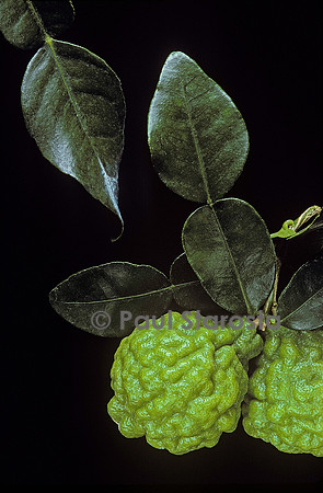 Citrus hystrix (combava)