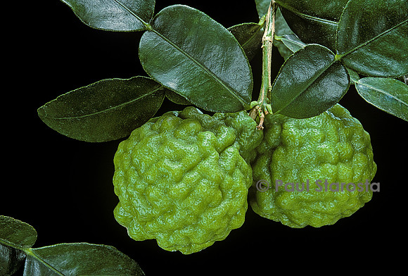 Citrus hystrix (combava)